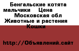 Бенгальские котята мальчики  › Цена ­ 15 000 - Московская обл. Животные и растения » Кошки   